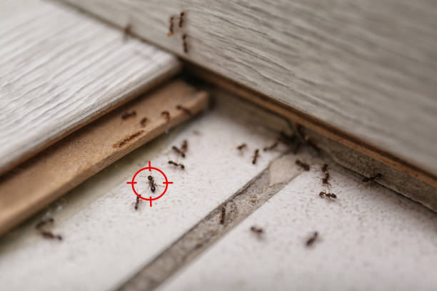 Best Commercial Pest Control Services  in Clinton, TN