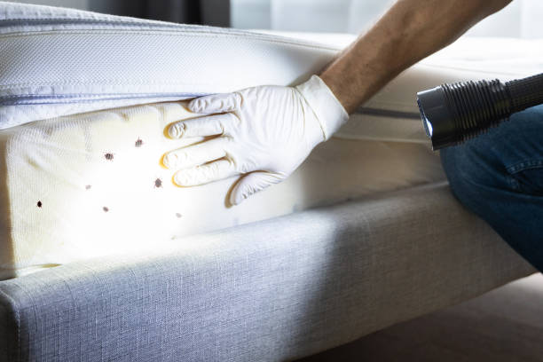 Best Wasp Removal Services  in Clinton, TN
