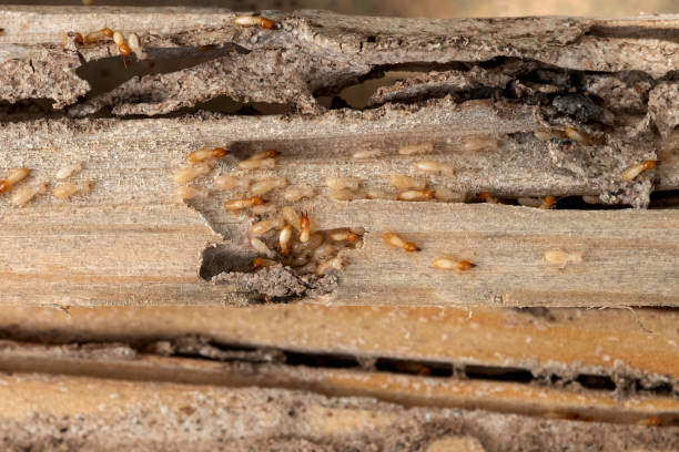 Best Residential Pest Control  in Clinton, TN