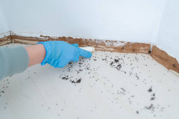 Professional Pest Control in Clinton, TN